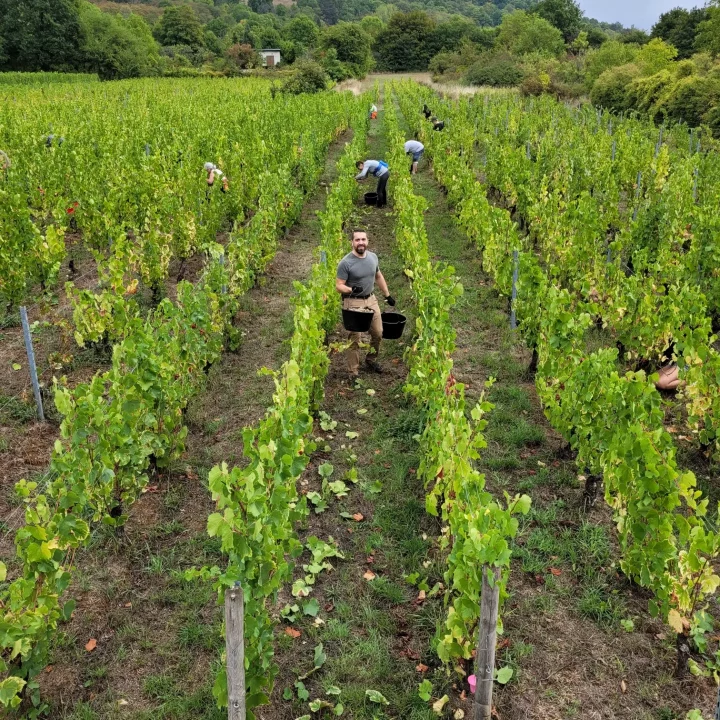 vignes